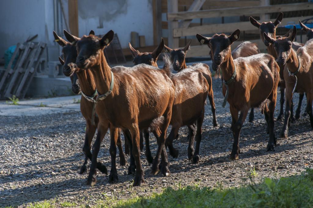 Agroturistika Kozi Farma Rožnov pod Radhoštěm Exterior foto