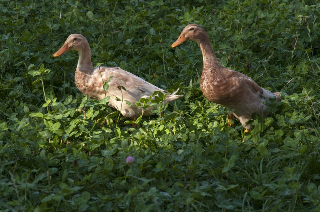 Agroturistika Kozi Farma Rožnov pod Radhoštěm Exterior foto